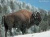 miniatura_Animals__Bison_01 copia